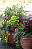 LARGE OUTDOOR CONTAINER WITH ANNUALS INCLUDING NICOTIANA, SCENTED GERANIUM, SNAPDRAGON AND COLEUS ON TERRACE GARDEN