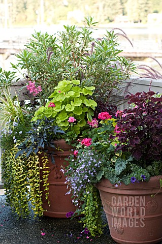 LARGE_OUTDOOR_CONTAINER_WITH_ANNUALS_INCLUDING_NICOTIANA_SCENTED_GERANIUM_SNAPDRAGON_AND_COLEUS_ON_T