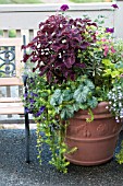 LARGE OUTDOOR CONTAINER WITH ANNUALS INCLUDING NICOTIANA, SCENTED GERANIUM, SNAPDRAGON AND COLEUS ON TERRACE GARDEN