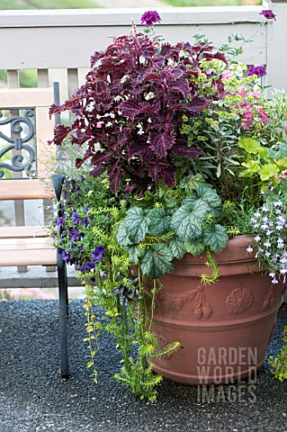 LARGE_OUTDOOR_CONTAINER_WITH_ANNUALS_INCLUDING_NICOTIANA_SCENTED_GERANIUM_SNAPDRAGON_AND_COLEUS_ON_T