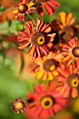 GAILLARDIA ARISTATA