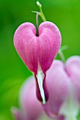 DICENTRA SPECTABILIS