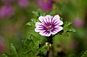 MALVA SYLVESTRIS ZEBRINA