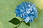 HYDRANGEA MACROPHYLLA ENDLESS SUMMER