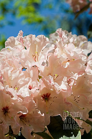 RHODODENDRON_DIDO