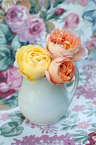 ROSA_LADY_EMMA_HAMILTON_AND_ROSA_GRAHAM_THOMASN_WHITE_MILK_PITCHER