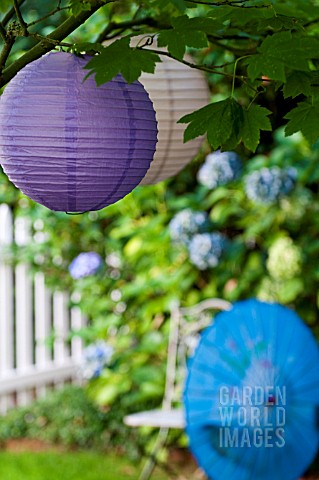 CHINESE_SILK_PARASOL_IN_GARDEN_WITH_WHITE_PICKET_FENCE_AND_HYDRANGEA