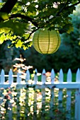 CHINESE PAPER LANTERNS LIT BY MORNING SUN IN GARDEN WITH WHITE PICKET FENCE AND GATE