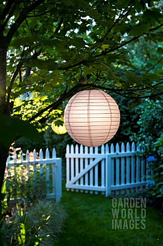 CHINESE_PAPER_LANTERNS_LIT_BY_MORNING_SUN_IN_GARDEN_WITH_WHITE_PICKET_FENCE_AND_GATE