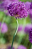 ALLIUM PURPLE SENSATION