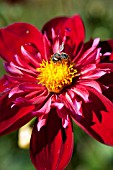DAHLIA LA BOMBA