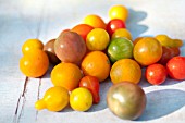 HEIRLOOM ORGANIC CHERRY TOMATOES INCLUDING YELLOW PEAR, RED PEAR, ISIS CANDY, CUBAN YELLOW GRAPE, BLACK CHERRY, SUN GOLD AND CHEROKEE PURPLE.