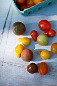 HEIRLOOM ORGANIC CHERRY TOMATOES INCLUDING YELLOW PEAR, RED PEAR, ISIS CANDY, CUBAN YELLOW GRAPE, BLACK CHERRY, SUN GOLD AND CHEROKEE PURPLE.