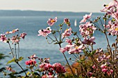 ANEMONE HUPEHENSIS IN COASTAL GARDEN