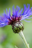 CENTAUREA MONTANA