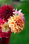 MIXED DAHLIAS IN RED BUCKET