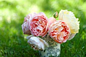 DAVID AUSTIN ROSES, INCLUDING ROSA LADY EMMA HAMILTON IN TOILE VASE