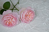 ROSA GENTLE HERMIONE, A DAVID AUSTIN ENGLISH ROSE ON EMBROIDERED LINEN