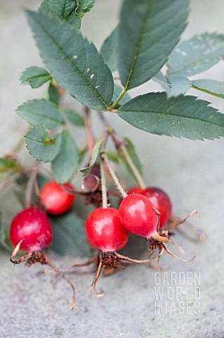 ROSE_HIPS_OF_ROSA_GLAUCA_IN_LATE_SUMMER