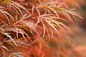 ACER PALMATUM VAR. DISSECTUM