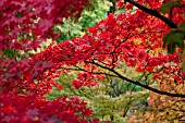 ACER PALMATUM OMURAYAM IN AUTUMN