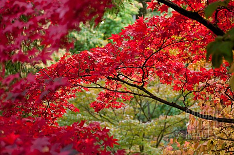 ACER_PALMATUM_OMURAYAM_IN_AUTUMN