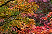 VARIOUS ACER PALMATUM, JAPANESE MAPLES, IN AUTUMN