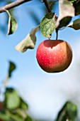 ORGANIC PINOVA APPLE AT HARVEST TIME