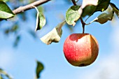 MALUS DOMESTICA PINOVA, (APPLE PINOVA)