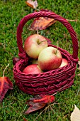 HAND PICKED ORGANIC PINOVA APPLES IN BASKET IN OCTOBER