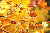 LIRIODENDROM TULIPIFERA IN AUTUMN