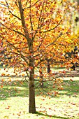 LIRIODENDROM TULIPIFERA IN AUTUMN