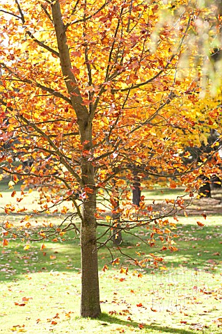 LIRIODENDROM_TULIPIFERA_IN_AUTUMN