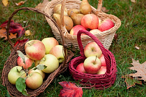 HAND_PICKED_MIXED_ORGANIC_APPLES_IN_BASKETS_IN_OCTOBER