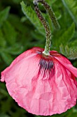 PAPAVER ORIENTALE, ORIENTAL POPPY