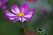 COSMOS BIPINNATUS