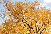 BACKLIT GOLDEN AUTUMN LEAVES ON BIRCH TREE (BETULA)