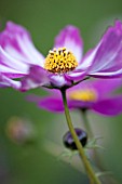 COSMOS BIPINNATUS