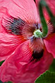 PAPAVER ORIENTALE, ORIENTAL POPPY