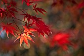 ACER PALMATUM, JAPANESE MAPLE