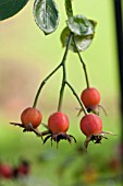 ROSE HIPS OF ROSA WHITE DAWN IN AUTUMN