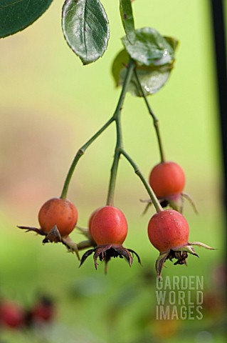 ROSE_HIPS_OF_ROSA_WHITE_DAWN_IN_AUTUMN