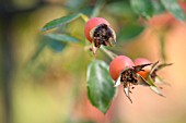 ROSE HIPS OF ROSA WHITE DAWN IN AUTUMN