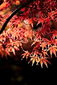 ACER PALMATUM, JAPANESE MAPLE