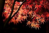 ACER PALMATUM, JAPANESE MAPLE