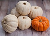 BABY BOO AND JACK BE LITTLE PUMPKINS IN AUTUMN DISPLAY