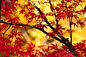 ACER PALMATUM, JAPANESE MAPLE