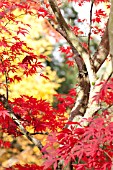 ACER PALMATUM, JAPANESE MAPLE