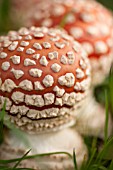 AMANITA MUSCARIA, OR FLY AGARIC, A POISONOUS MUSHROOM