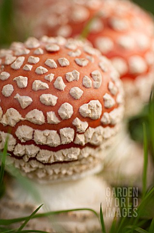 AMANITA_MUSCARIA_OR_FLY_AGARIC_A_POISONOUS_MUSHROOM